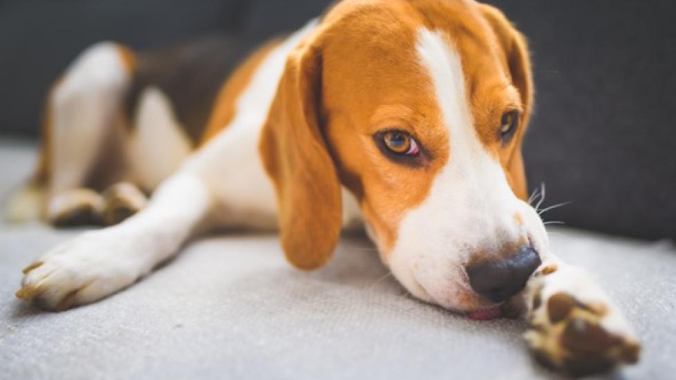 7 Dog Allergy Symptoms to Look For