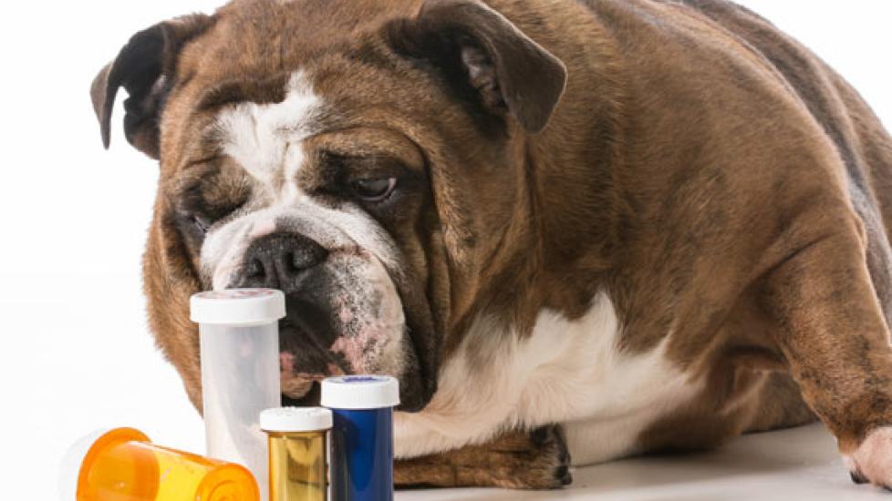 Can I give my dog supplements?