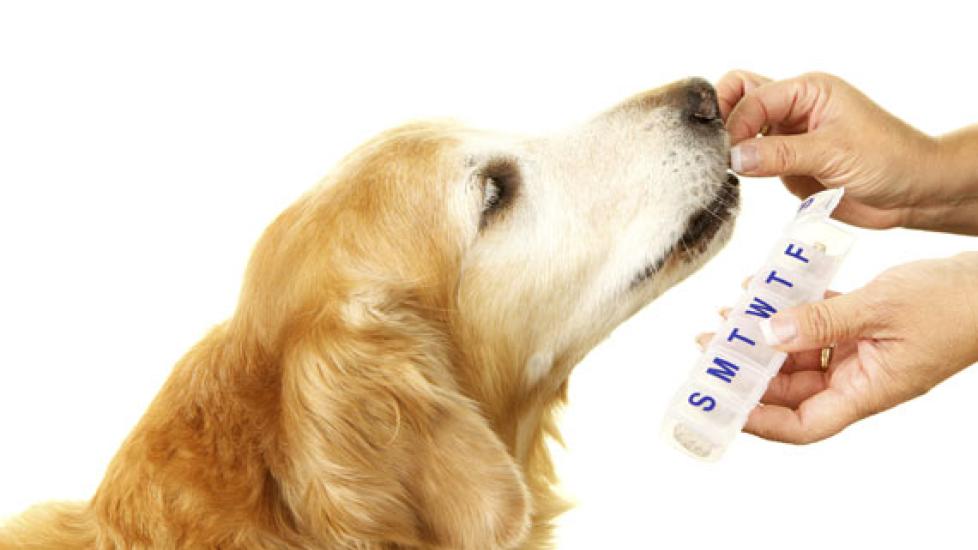 When is the best time to give my pet their medication?