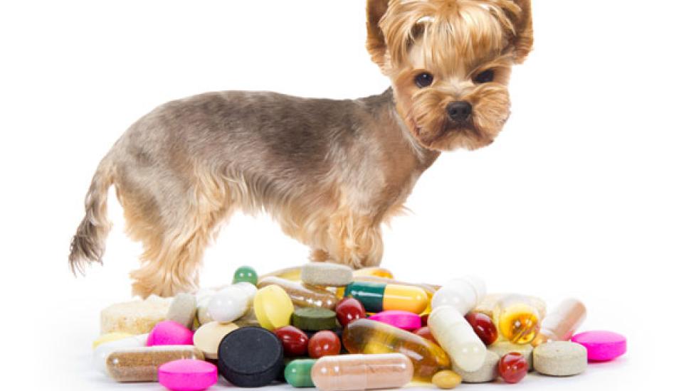 Oral Medication for Dogs: What's the Difference Between Tablets, Chews, Liquids and Suspensions