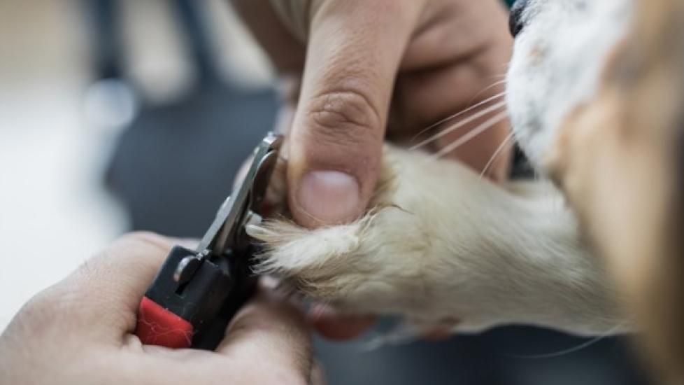 How to Cut Your Dog’s Nails Safely