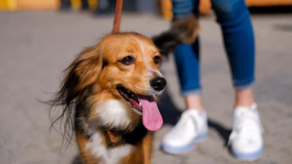 Are Heartworms Contagious in Dogs?