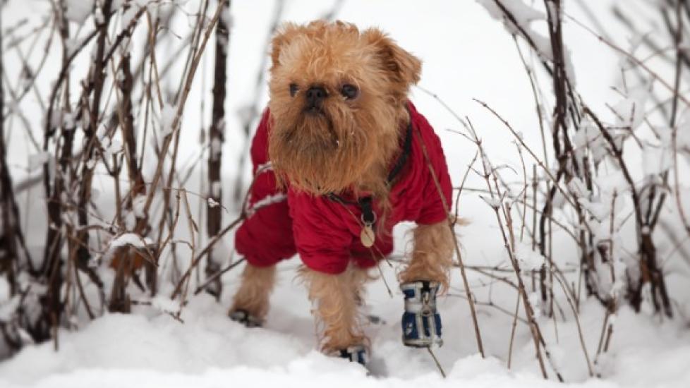 Do Some Breeds Actually Need Dog Coats?