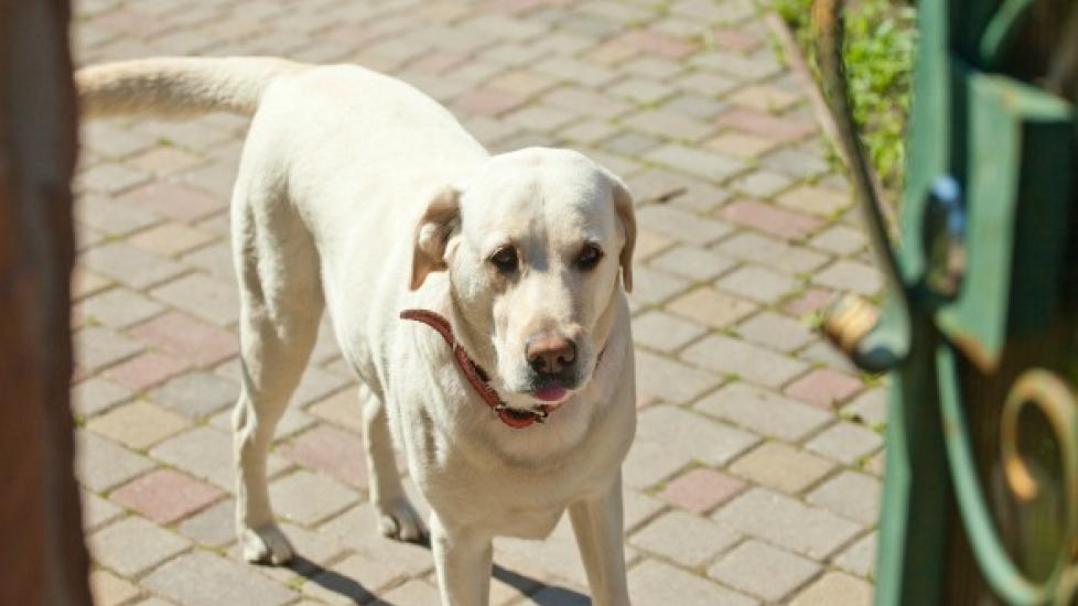 Treating a Dog Paw Pad Injury - Countryside