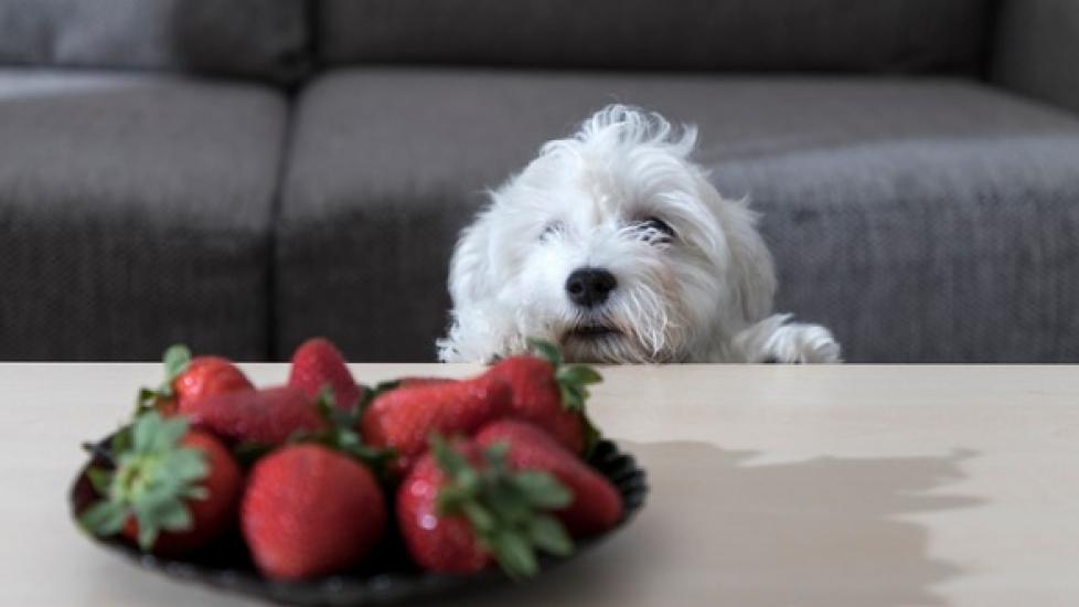 white dog staring at a plate of strawberries