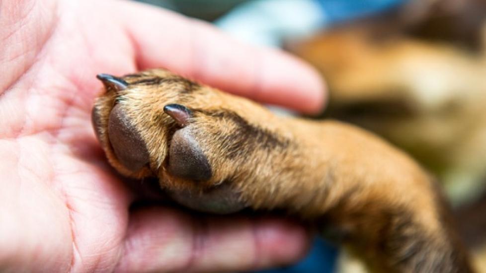 How to Stop a Dog’s Nail From Bleeding PetMD