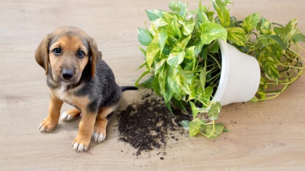 dog-spilled-house-plant