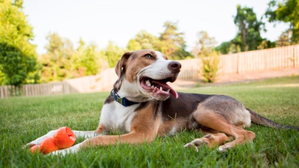 how to get rid of fleas on dog and yard