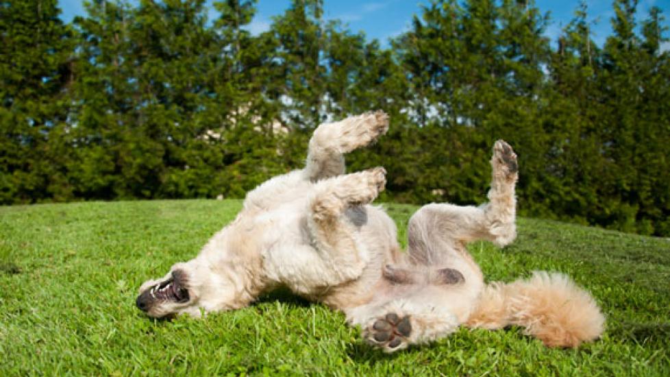 Dog Scratching? Here's How Pet Food Can Help | PetMD