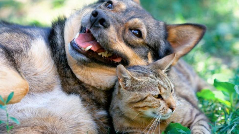 can you get rid of dog fleas fast
