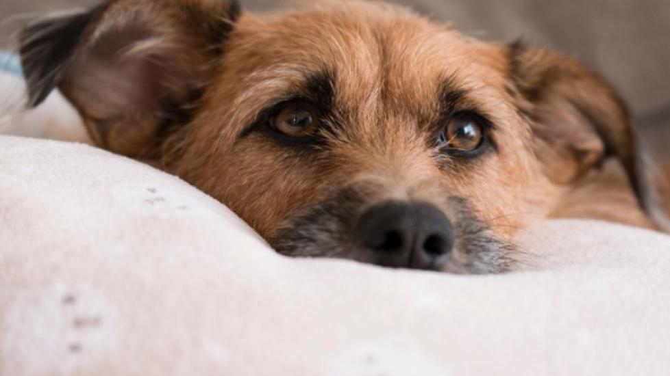 Legg-Calvé-Perthes Disease in Dogs