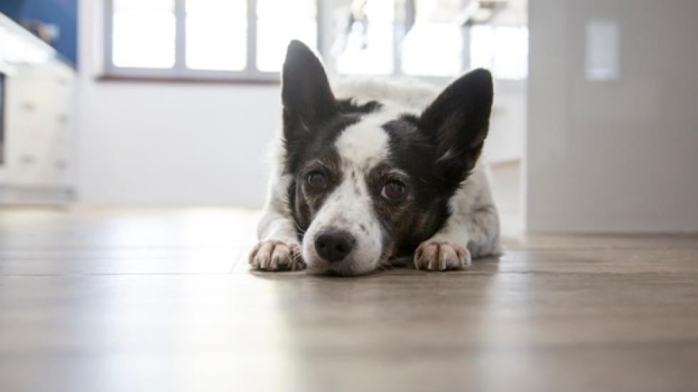 black and white dog looks sad while lying on wood floor