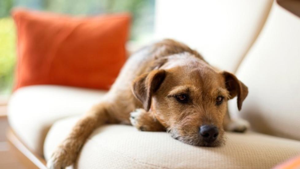 How to Tell if Your Dog Has a Fever and What to Do About It