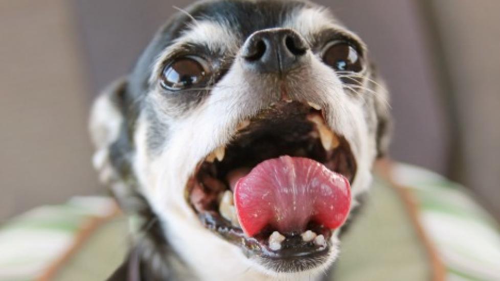 dog on a human mouth