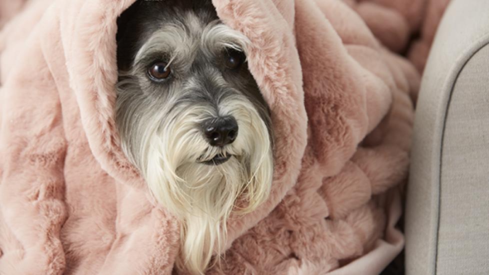 8 Tips for Helping a Dog That's Scared of Fireworks