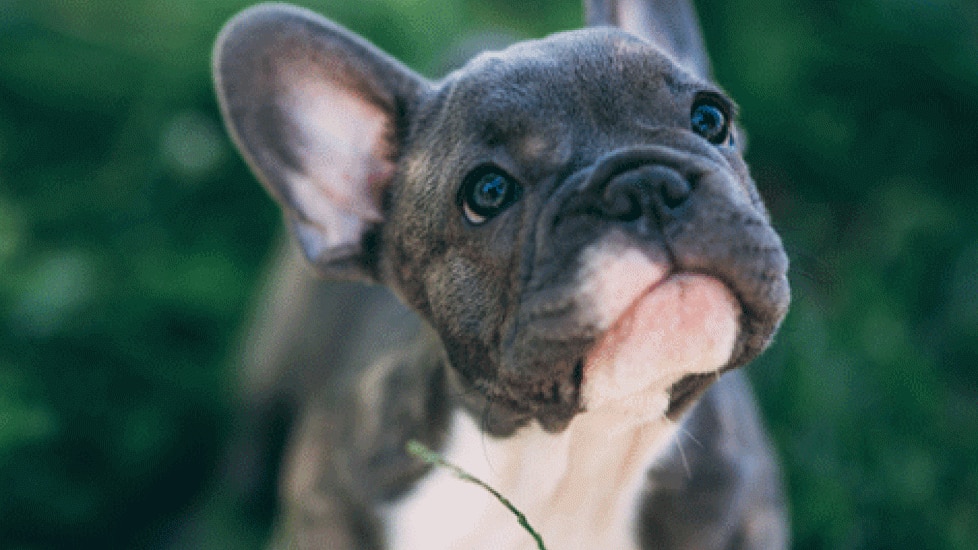 Stop Studying, You Deserve To Look At These Dog GIFs