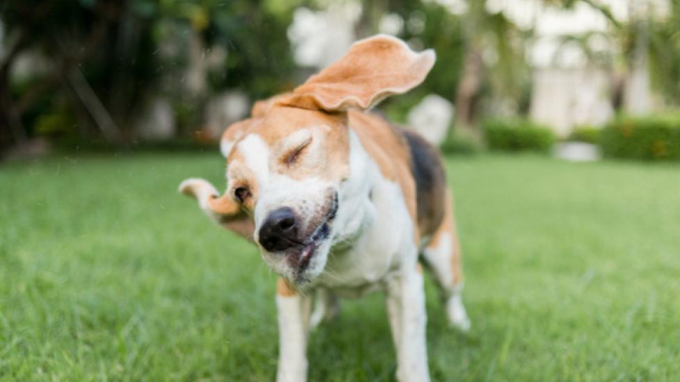 why does my beagle keeps shaking his ears?