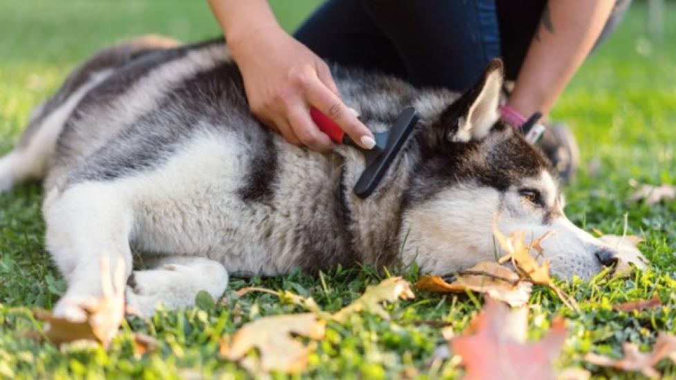 How to Control Pet Hair in the Home How to Control Dog Shedding PetMD