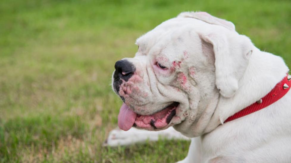 How can I treat my dog’s skin problems?