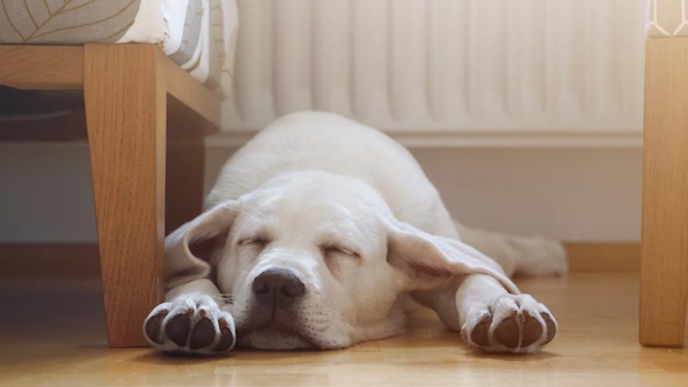 4 Sleep Disorders in Dogs
