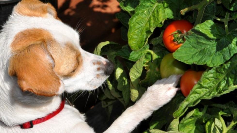 Are Tomatoes Poisonous for Dogs?