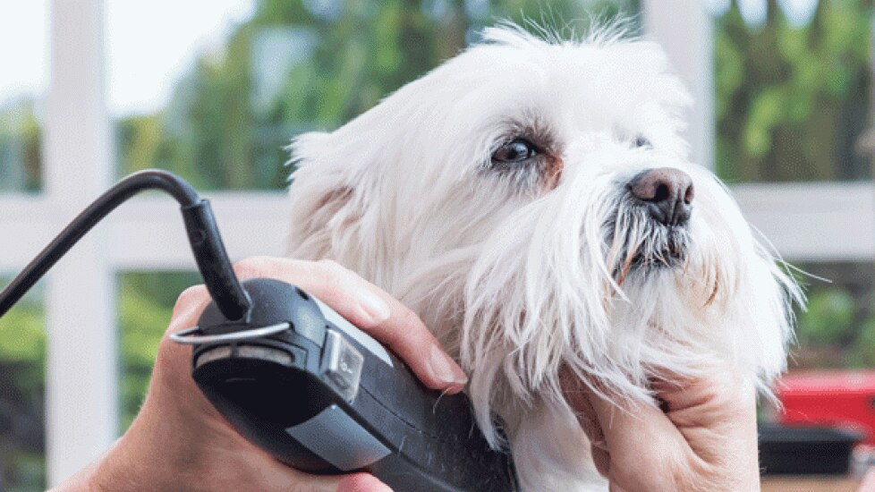 Shear Madness — Summer Grooming and Sun Safety for Dogs PetMD
