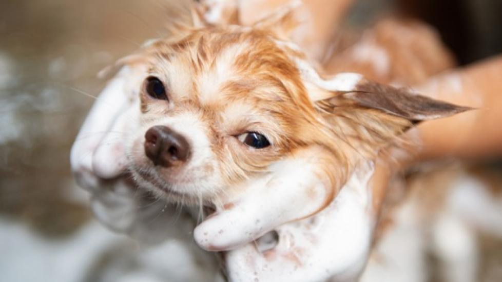 close-up of a brown dog getting a bath