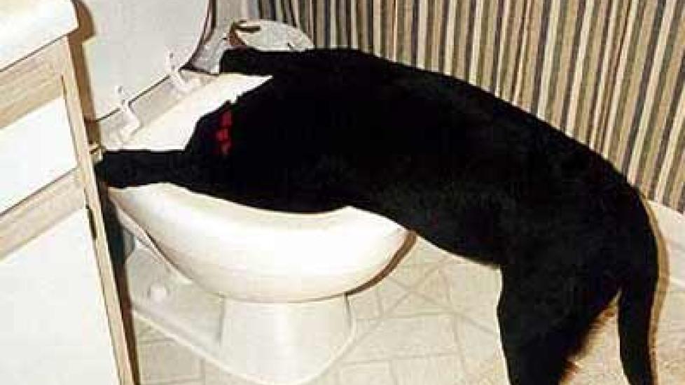Is it OK for My Dog to Drink Out of the Toilet? (And a New Platform for My Dolittler Readers...Finally!)