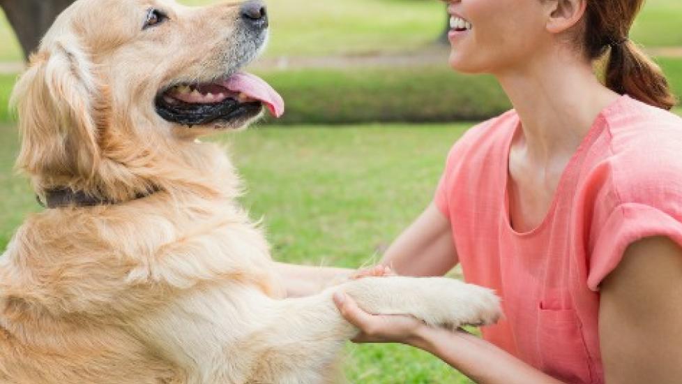 Training Tips to Strengthen Your Bond With Your Dog