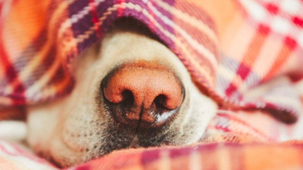 What is Dog Snow Nose and What Can You Do About it? PetMD