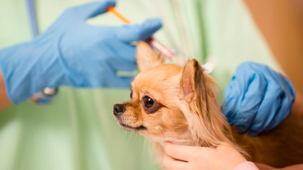 can a dog get vaccinated twice