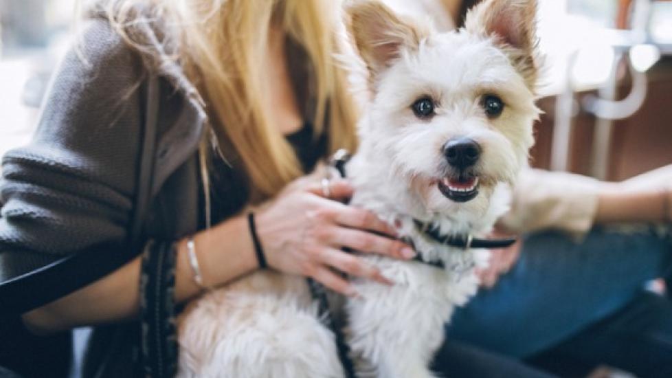 little-dog-sitting-on-womans-lap