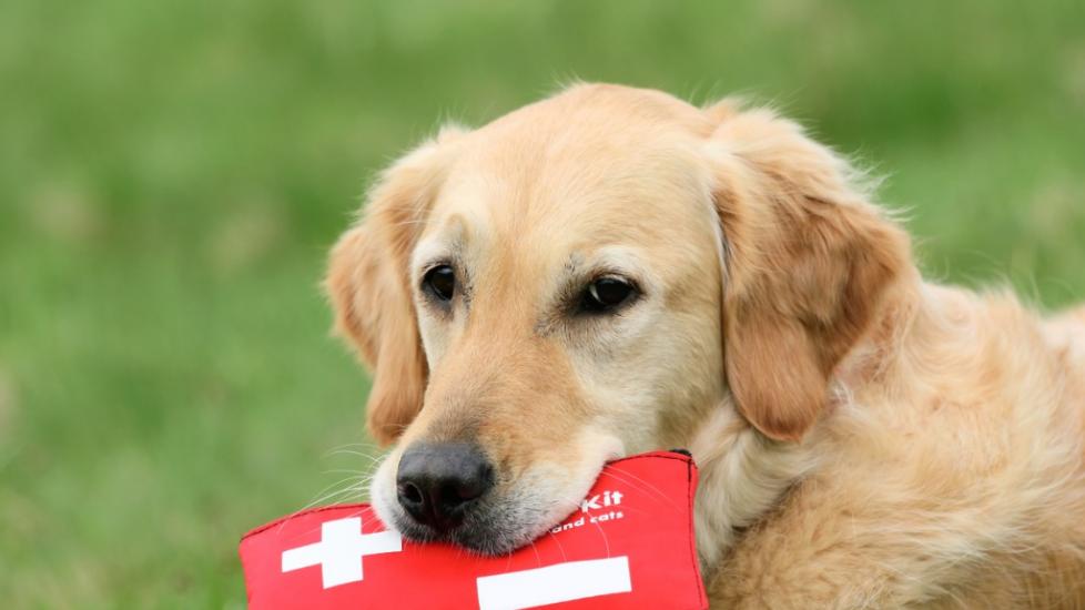 10 Things You Need in Your Pet First Aid Kit