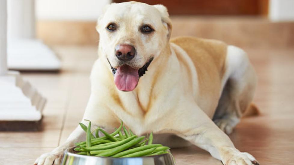 The Green Bean Diet - Is It Good Enough for Your Dog?