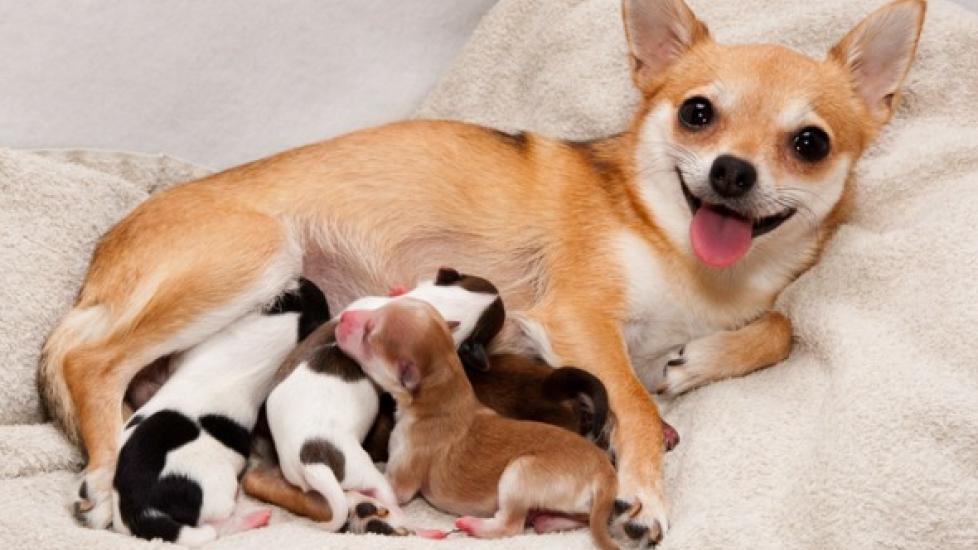 tan chihuahua nursing her puppies