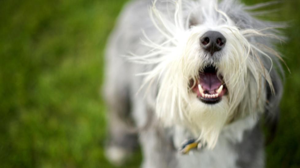 5 Reasons Your Dog Won’t Stop Barking