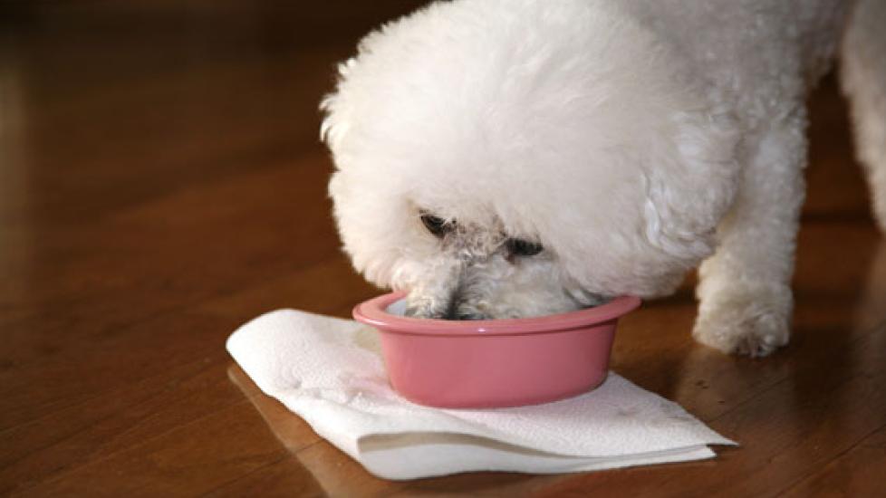 How Your Dog’s Food Affects His Mood