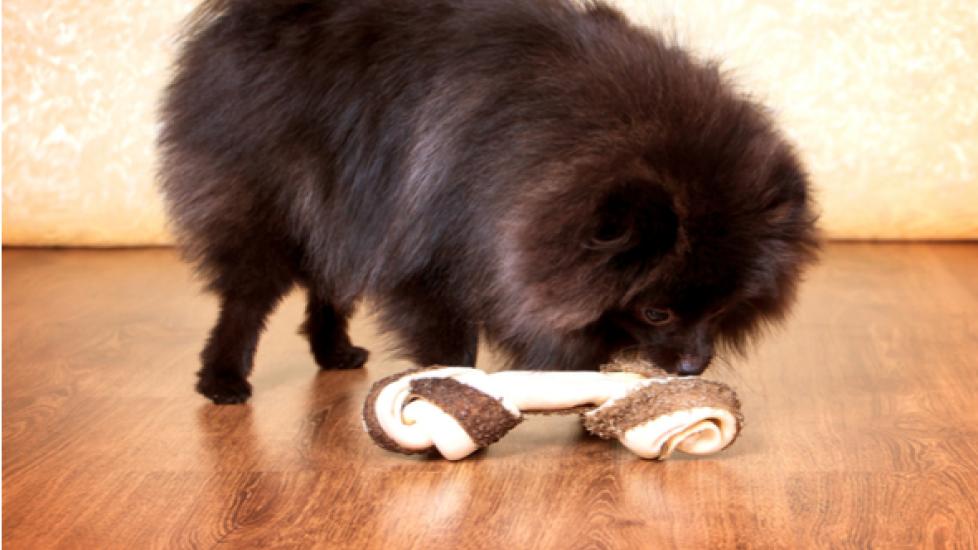 FDA Warns Against Giving Dogs Bones and Bone Treats