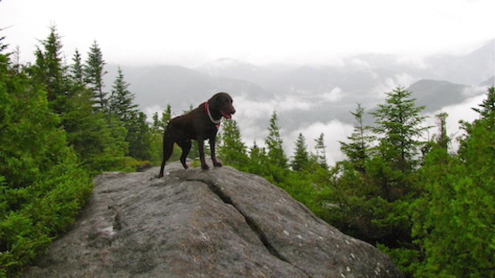 Can Your Pet Suffer from Altitude Sickness?