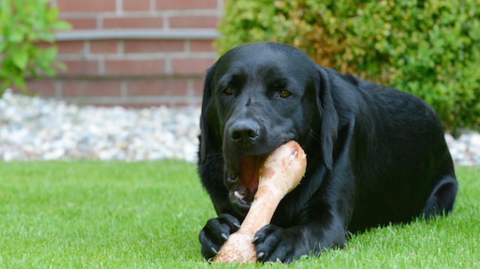 Bones and raw outlet food diet for dogs