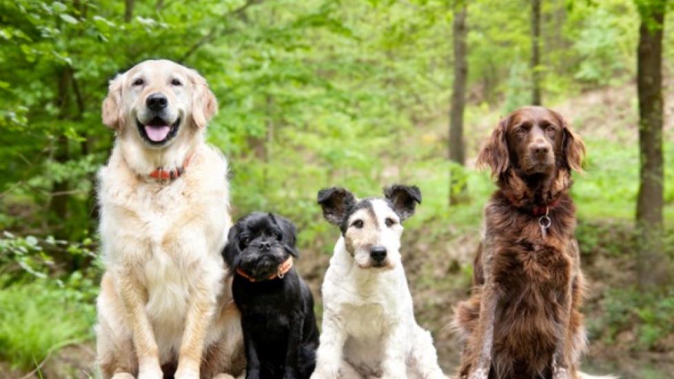 Dog Health Issues: Do Mixed Breed Dogs Have an Advantage Over