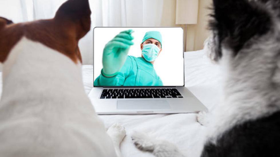 New Veterinary Reality Show Has Some Animal Doctors Worried PetMD