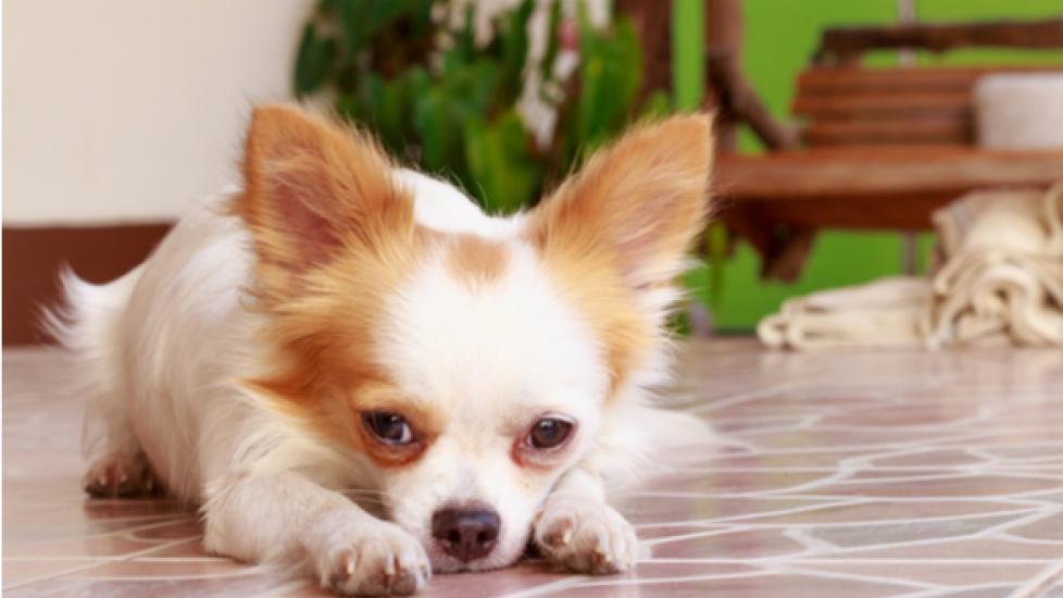 A Vet Explains Why Dominance Doesn't Work in Dog Training PetMD