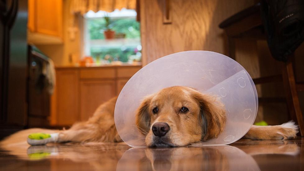 Dog collar clearance cone of shame