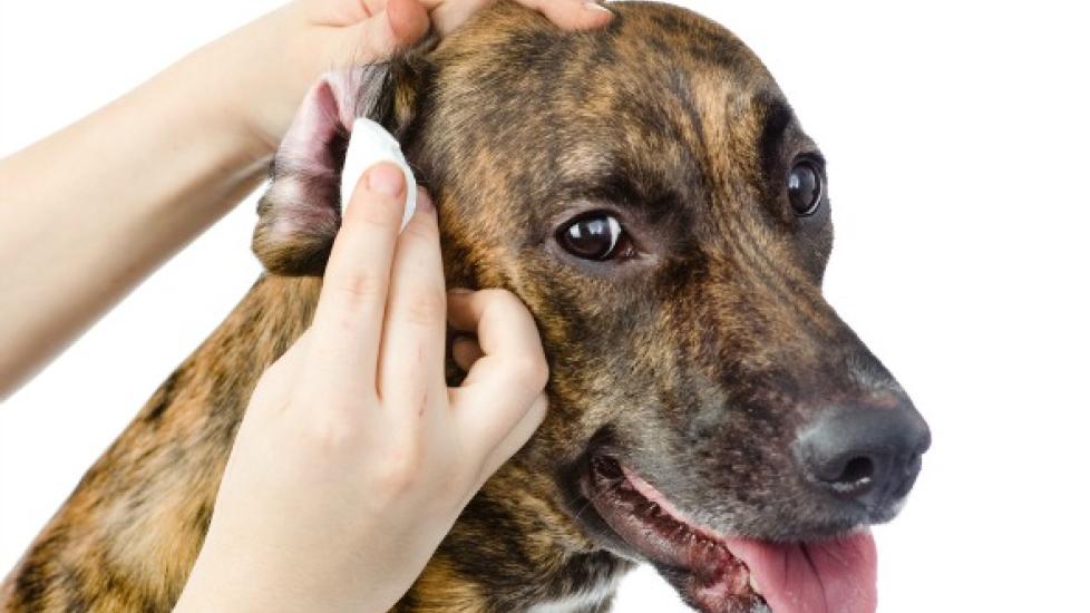 Top Five Tips for Treating Ear Infections in Dogs and Cats
