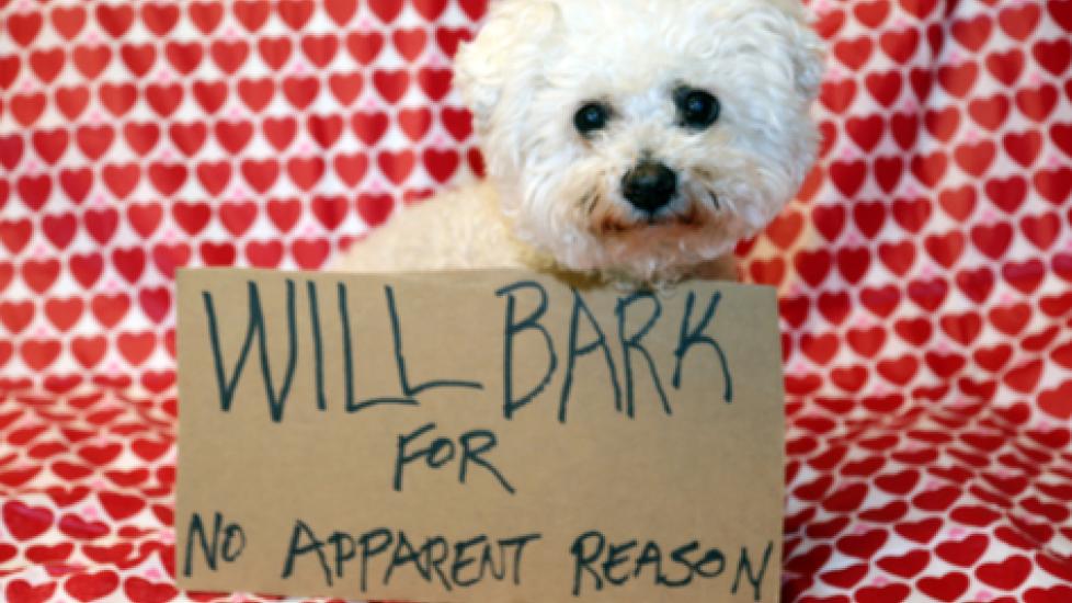 Can Dogs Feel Embarrassed?