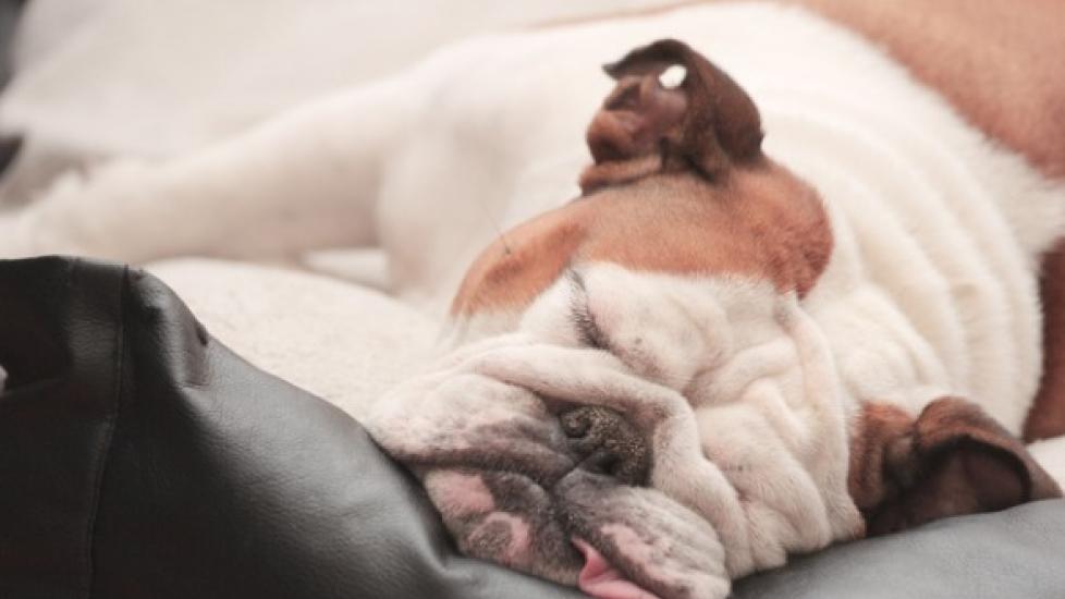 Do Dogs Get Colds? PetMD