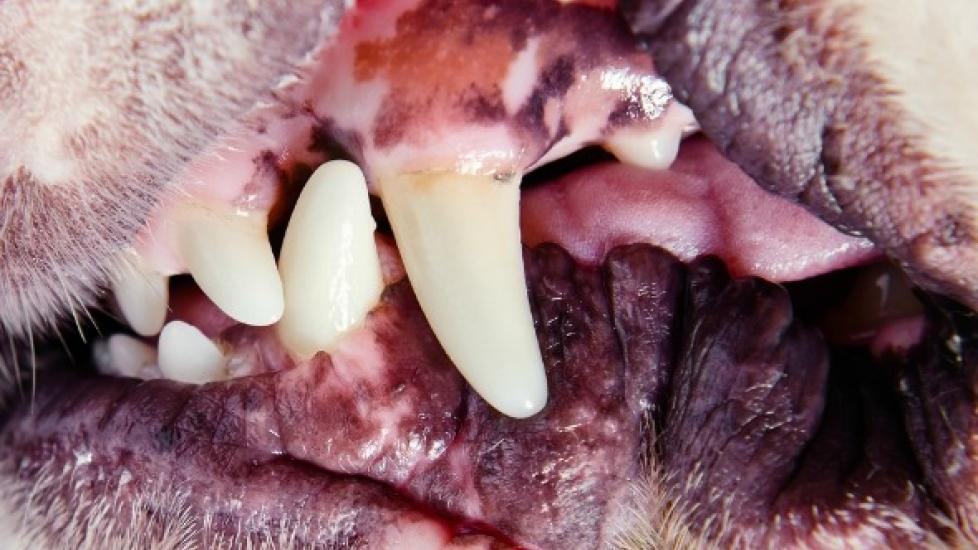 Enlarged Gums in Dogs