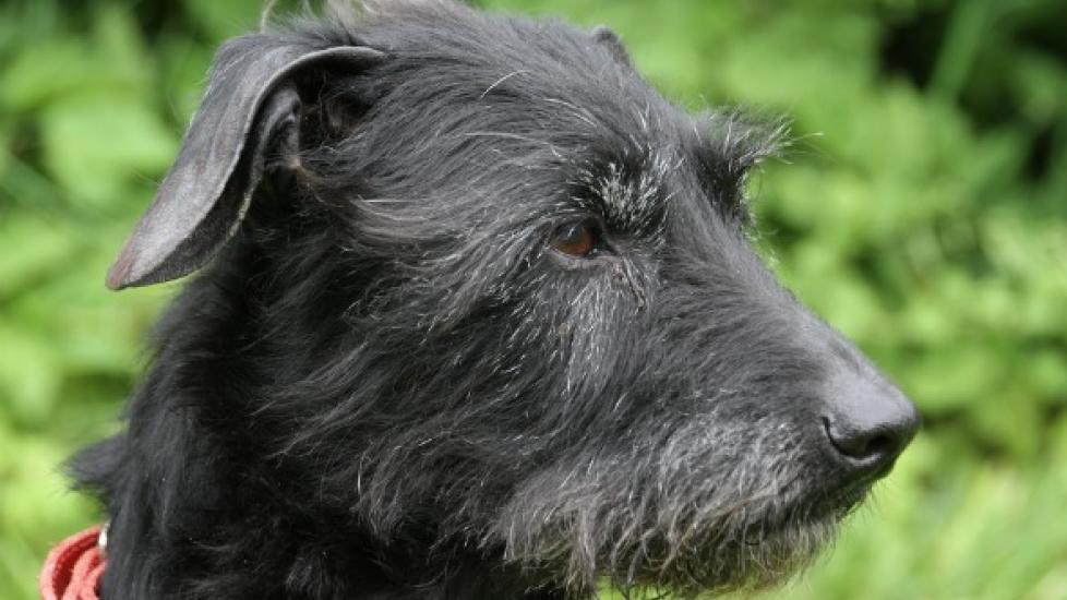 Dog Enlarged Liver Enlarged Liver in Dogs PetMD