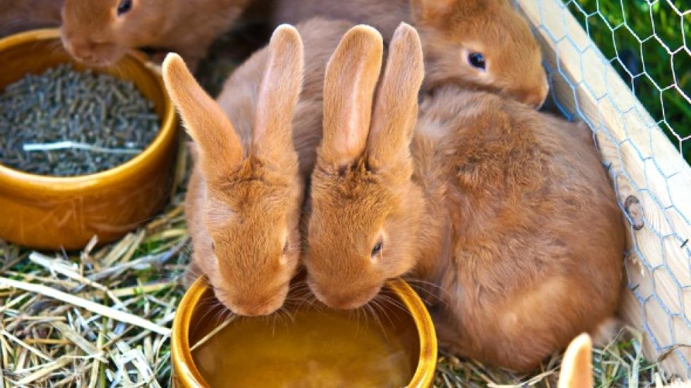 Excess Urine and Excess Thirst in Rabbits